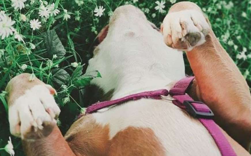 Ovaj pas je zbog svog neobičnog izgleda postao zvijezda Instagrama